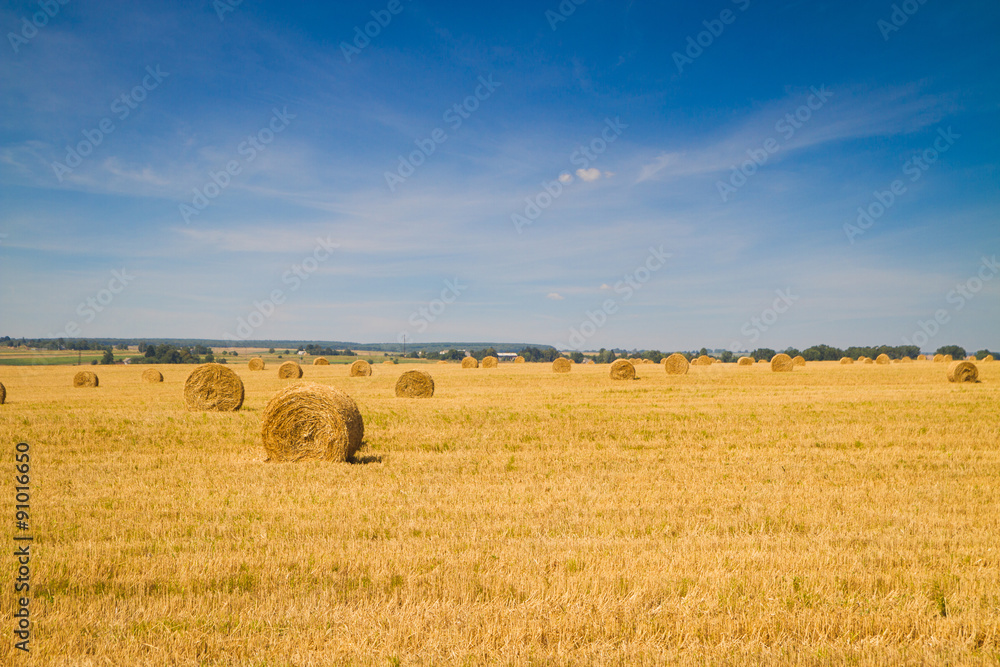 sheaf of hay in the field
