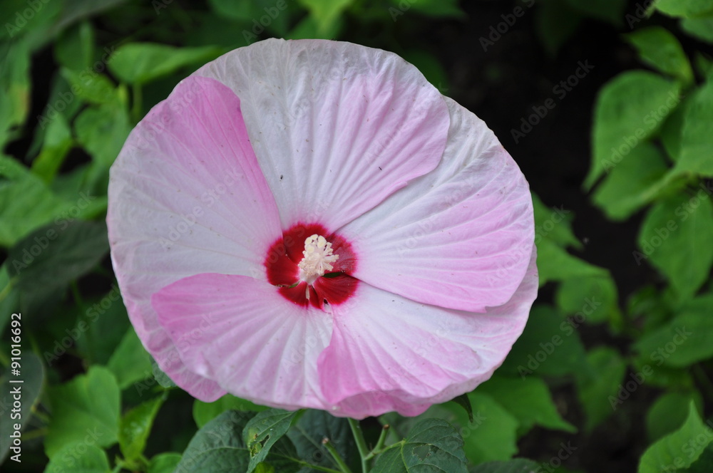 Naklejka premium Campanula viola