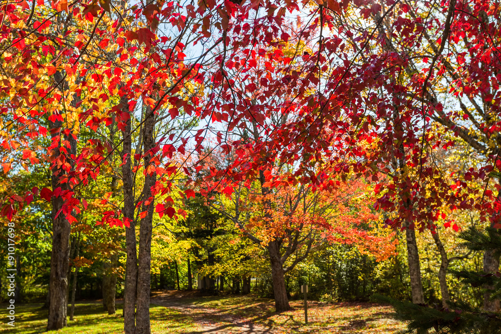 Sunlight shining through Autumn Foliage