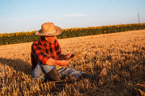Senior farmer sitting in a wheat field after harvest and examining crop