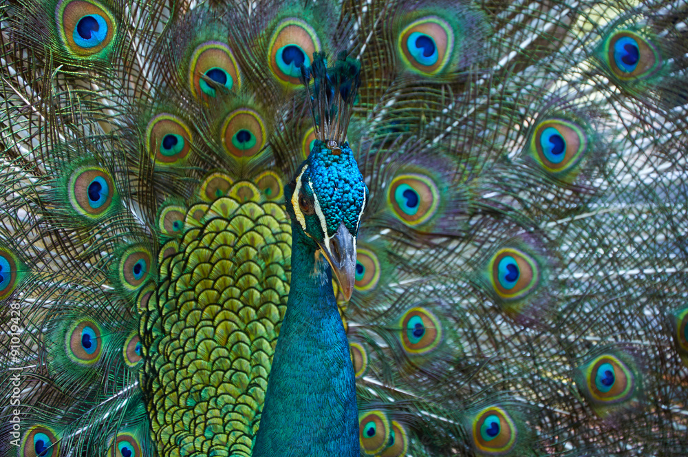 Fototapeta premium Peacock with beautiful colorful tail