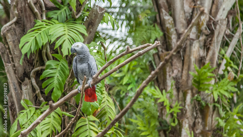 Fototapeta premium african grey parrot
