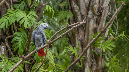 african grey parrot