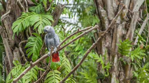 african grey parrot