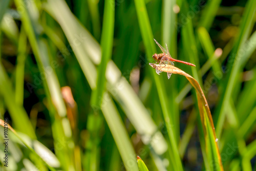 Dragonfly in the Reeds