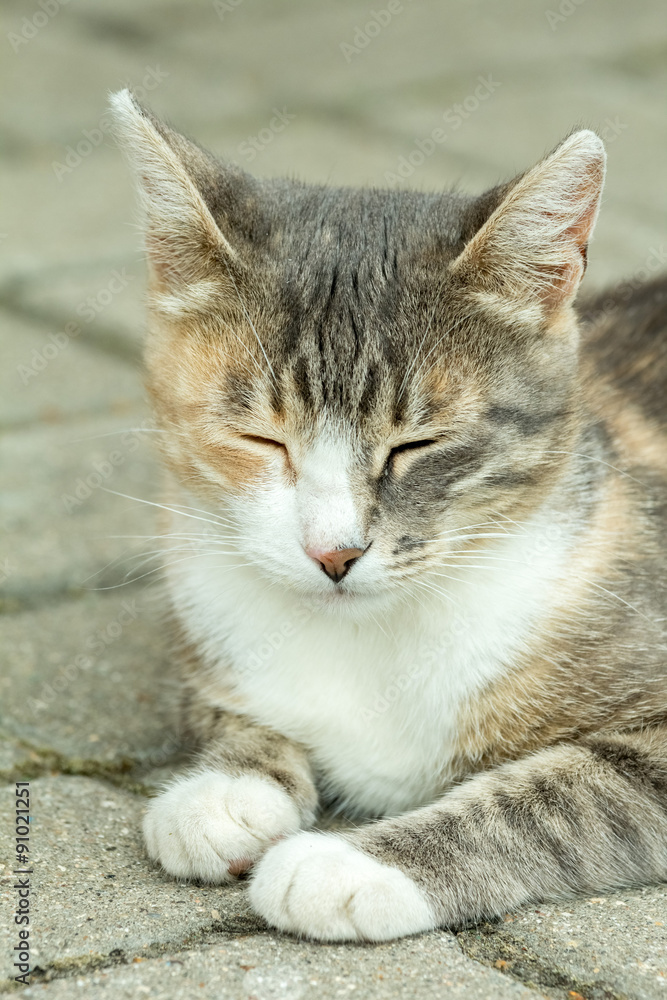 Спящий кот в асфальте Спящий кот в асфальте