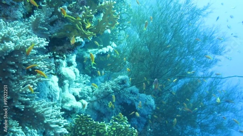 Wallpaper Mural Korallengarten Torontodigital.ca