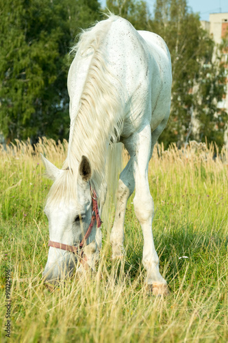 Лошадь пасётся на траве.