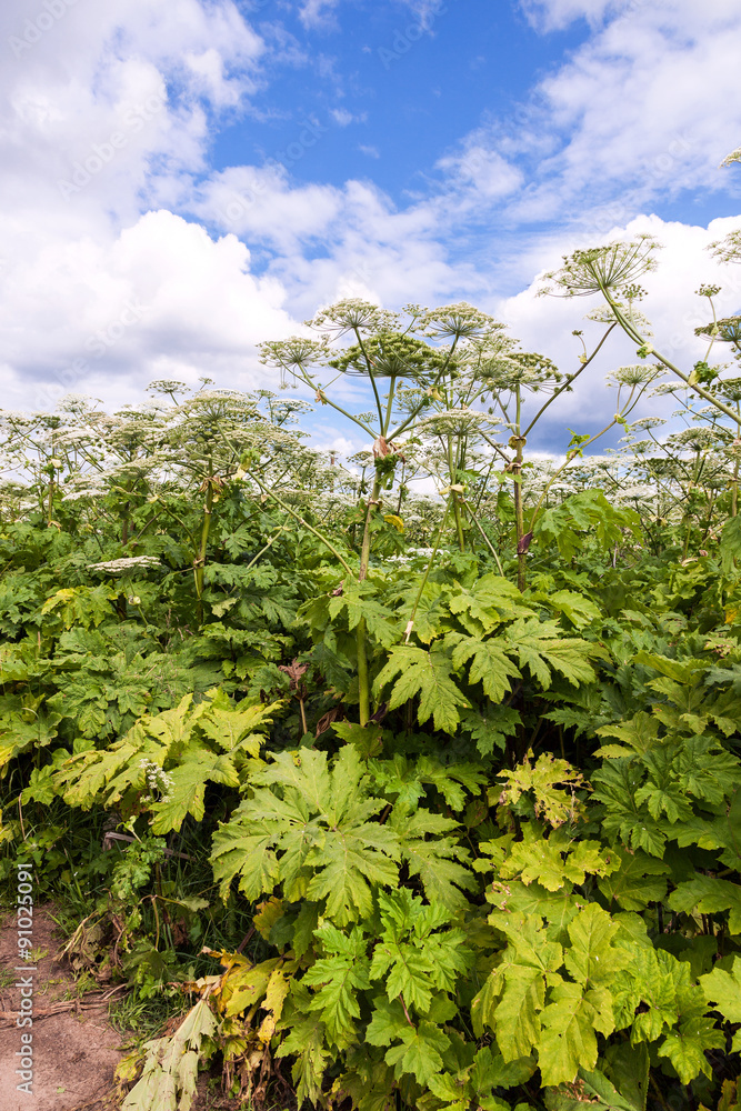 Cow parsnip or the toxic hogweed blossoms on blue sky backgroun Cow parsnip or the toxic hogweed blossoms on blue sky backgroun