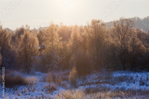 Trees illuminated by morning sun at winter
