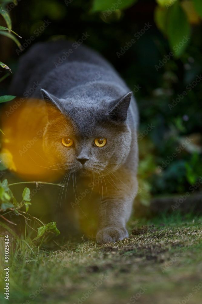 Karthäuser im Garten StockFoto Adobe Stock