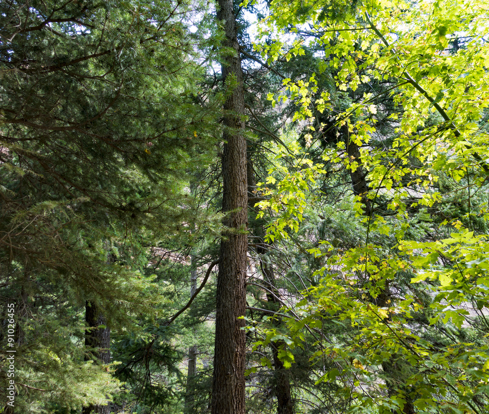 Obraz premium View inside a Northwest Forest