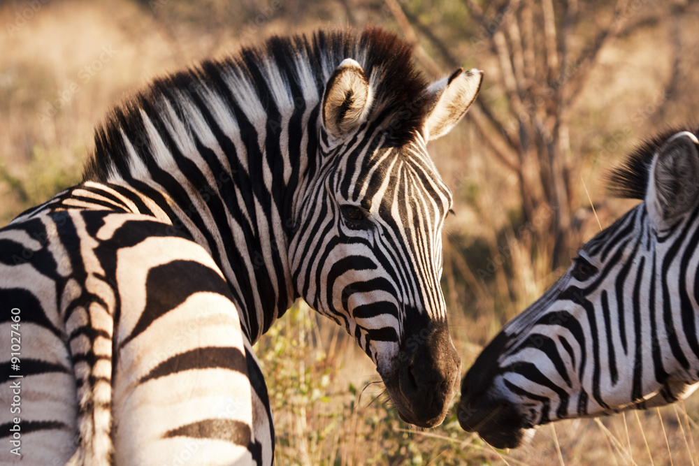 Fototapeta premium Two Zebras Touching Noses