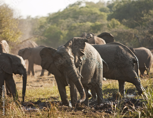 Elephant Herd In Mud Bath