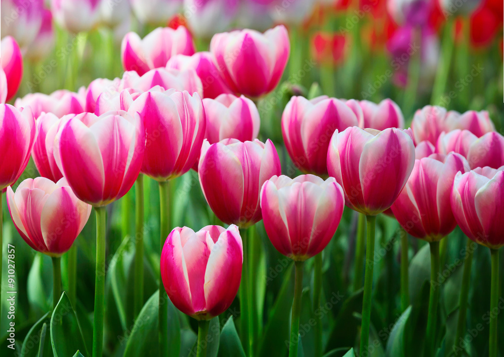 Purple tulips Purple tulips