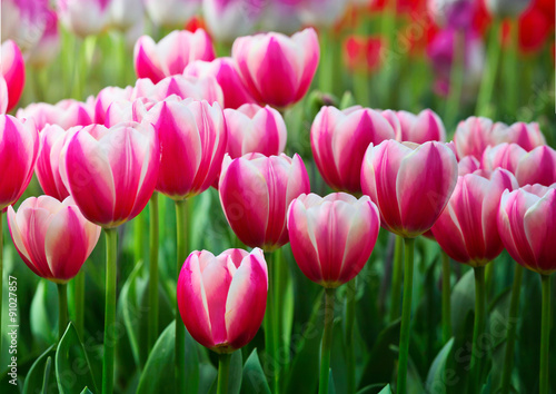 Fototapeta Naklejka Na Ścianę i Meble -  Purple tulips