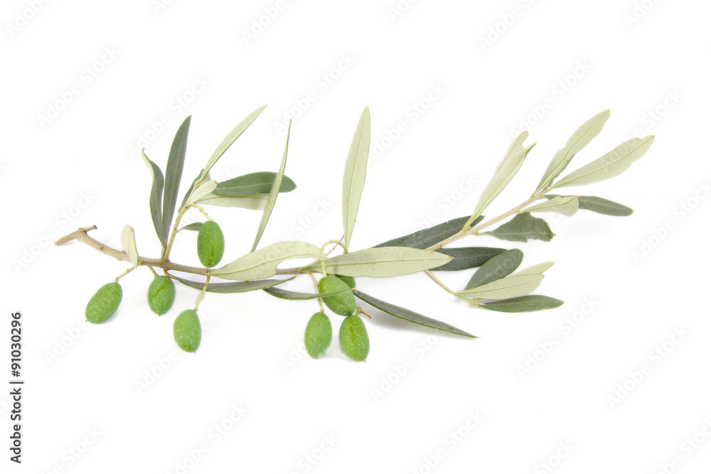 Olives on branch with leaves isolated on white background