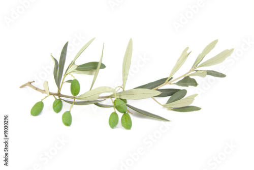Olives on branch with leaves isolated on white background