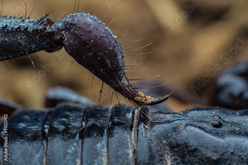 Macro image of the stinger of a scorpion