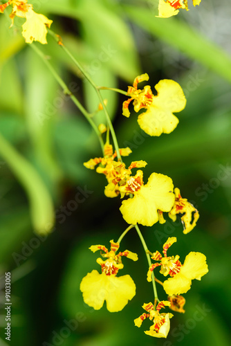 Fototapeta Naklejka Na Ścianę i Meble -  Oncidium Orchid Flowers.