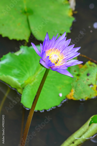 Purple lotus flower blooming in summer.