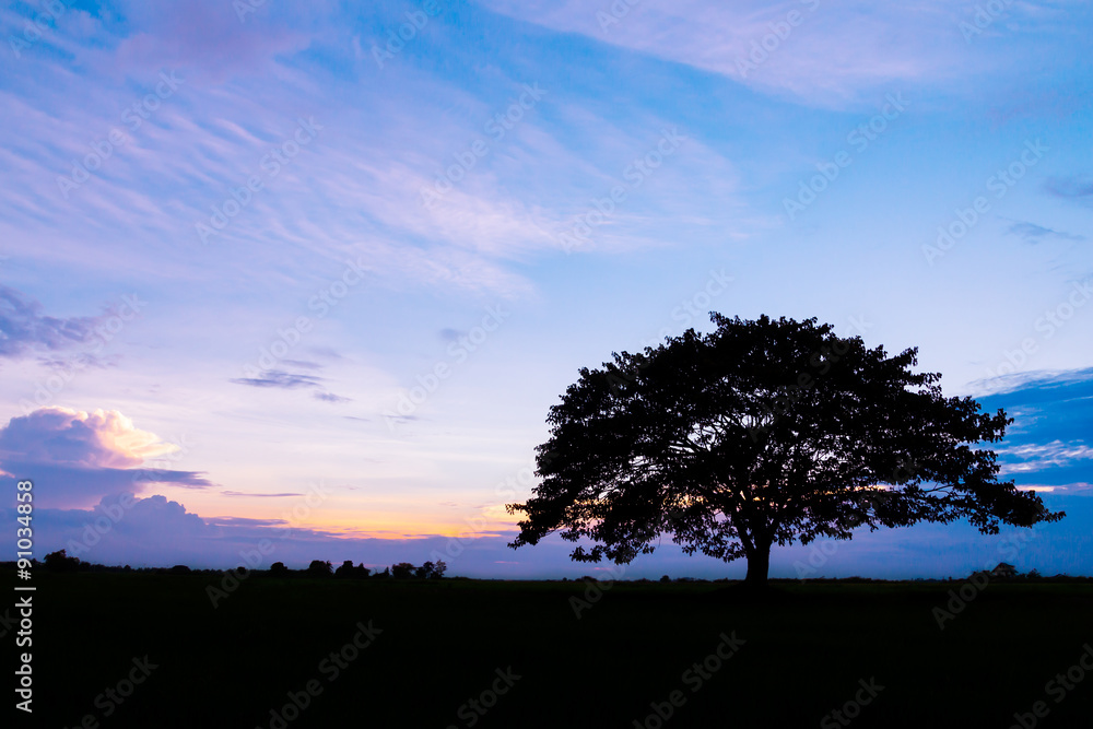 silhouette of tree at beautiful sunset