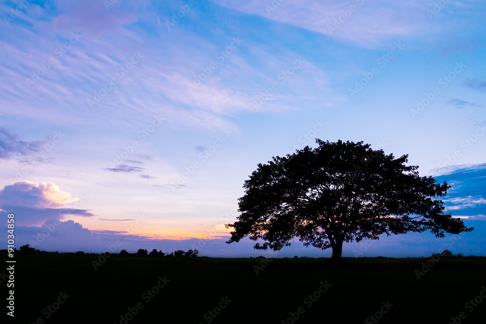 Obraz premium silhouette of tree at beautiful sunset