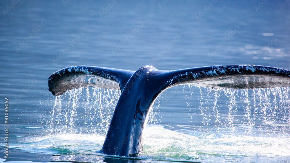 Obraz premium Humpback Whale (Megaptera novaeangliae) tail, Juneau, Alaska