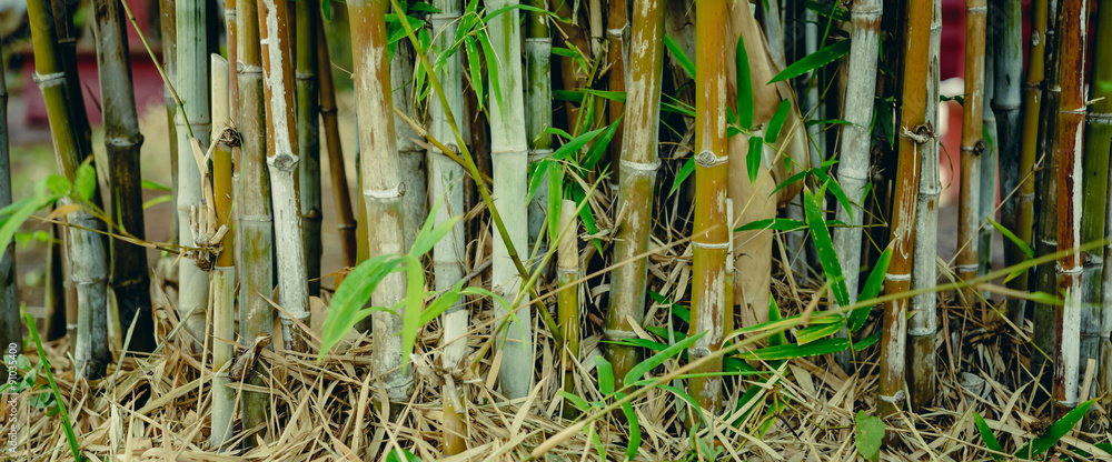 Fototapeta premium Green bamboo tree in a garden for natural background.