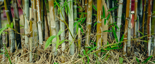 Green bamboo tree in a garden for natural background.