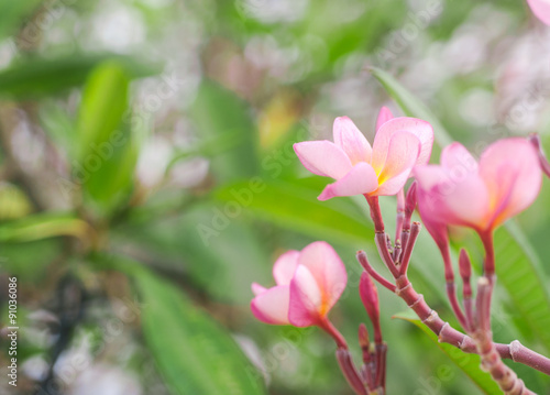 Plumeria, Flower pink color