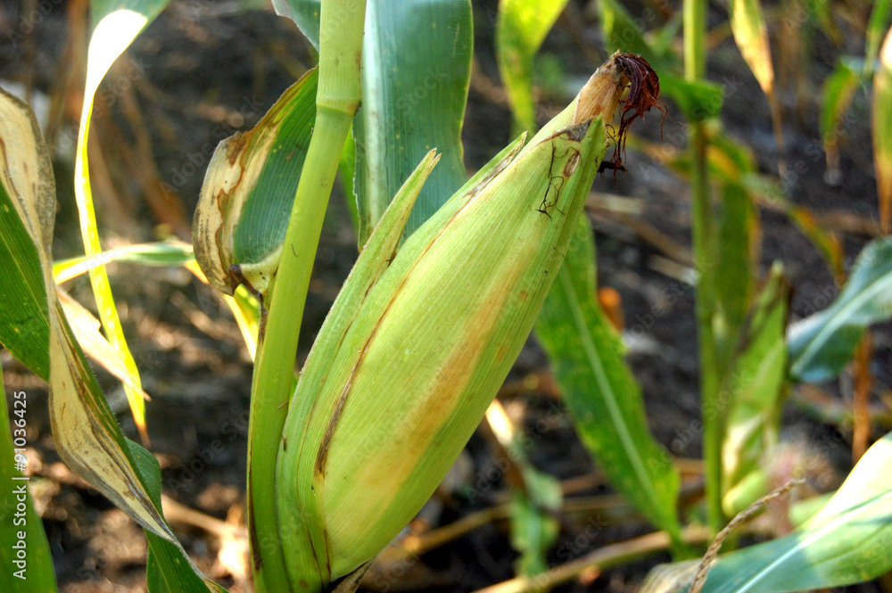 Green corn fruit on its plant photo image Green corn fruit on its plant photo image