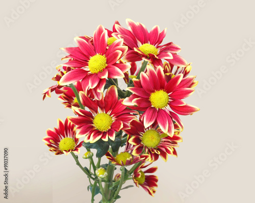 chrysanthemum