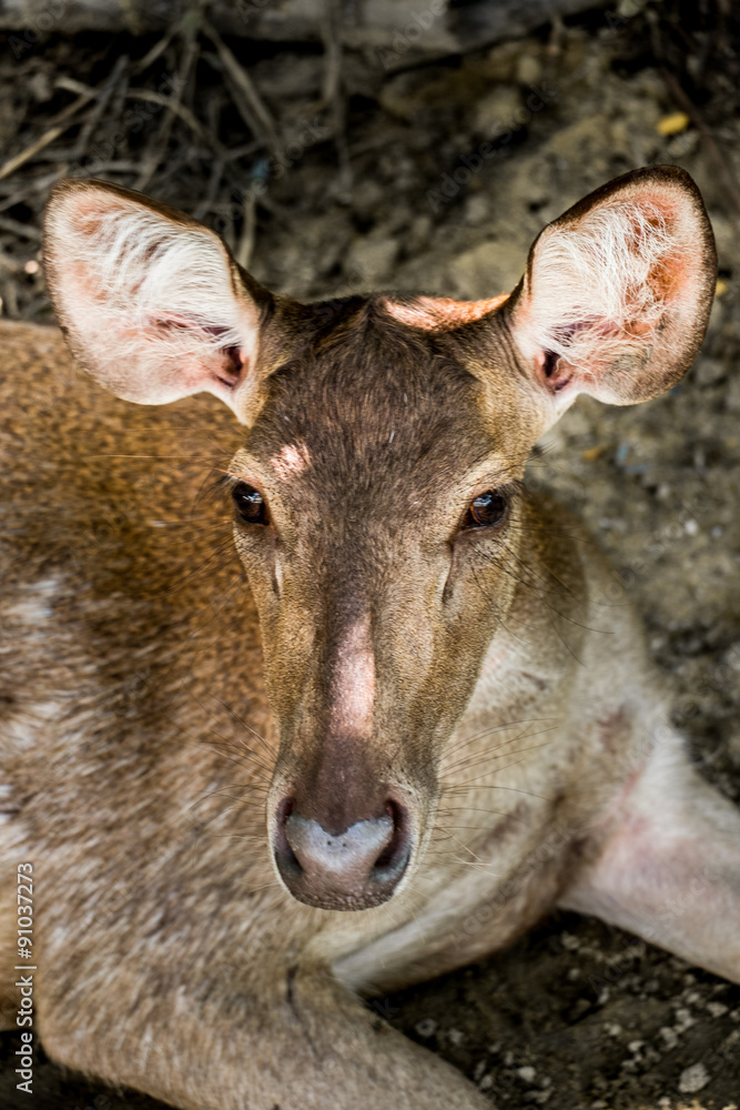 Fototapeta premium park, dear, wildlife, nature, tree, animal, wild, deer, beautiful, national, public, wyoming, pronghorn, young, red, people, old, cute, colorful, face, travel, forest