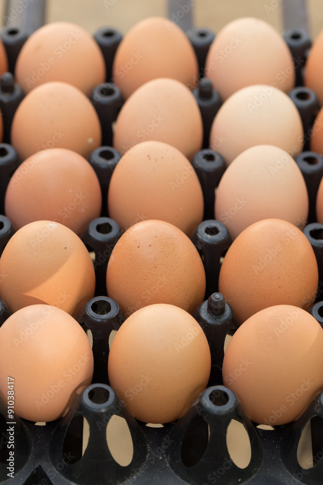 fresh organic eggs from chicken farm agriculture for sale fresh organic eggs from chicken farm agriculture for sale