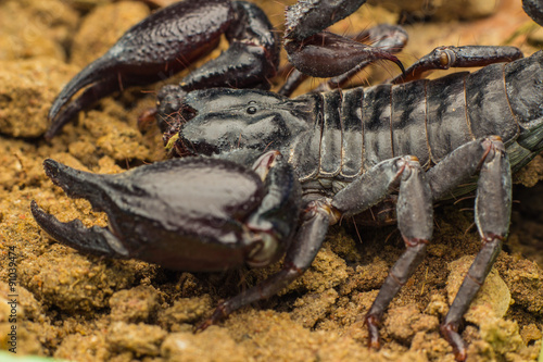 Tropical Scorpion in Thailand