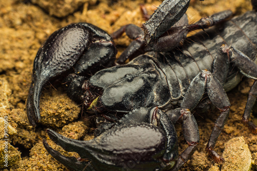 Tropical Scorpion in Thailand