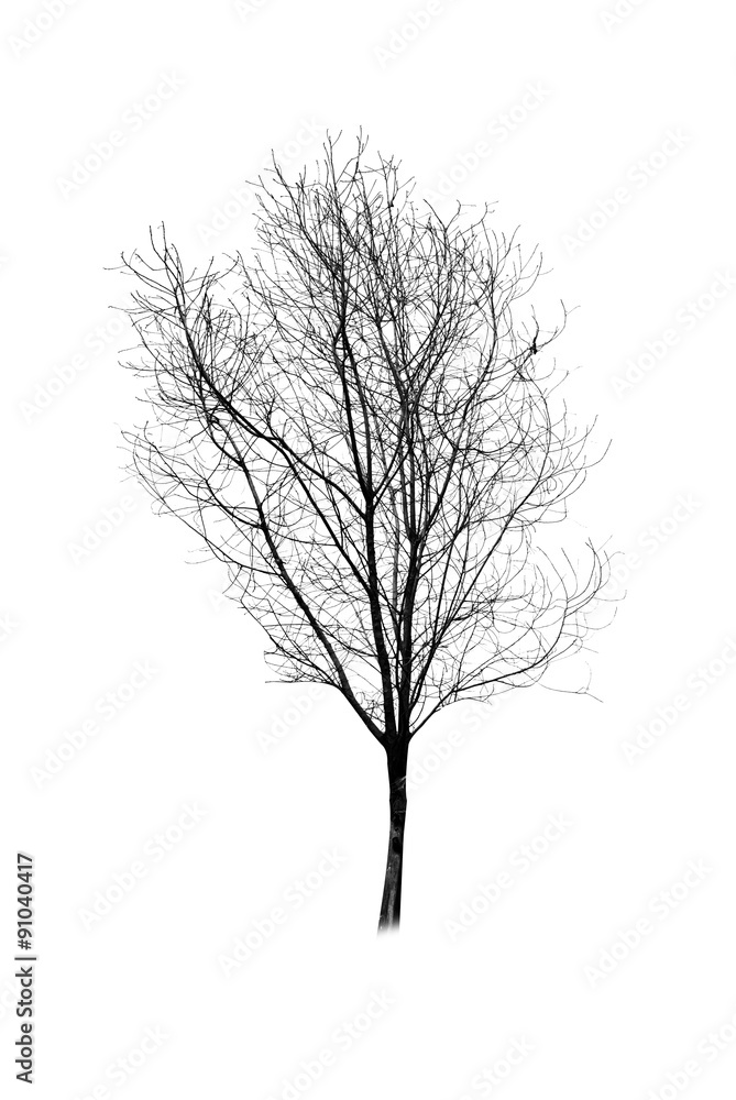Fototapeta premium tree silhouette on white background