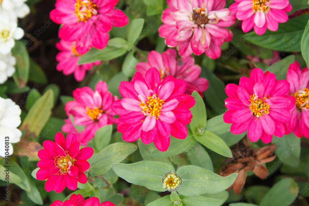 Colorful Zinnia flowers in the garden. Top view Colorful Zinnia flowers in the garden. Top view