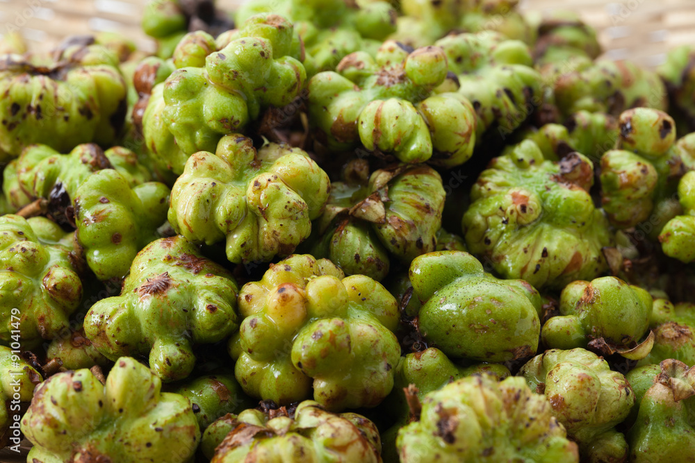 Obraz premium マタタビ