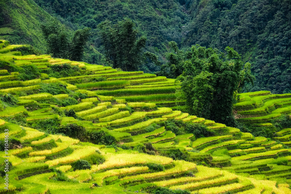 Rice fields on terraced in Sapa, Vietnam. Rice fields prepare the harvest at Northwest Vietnam.
