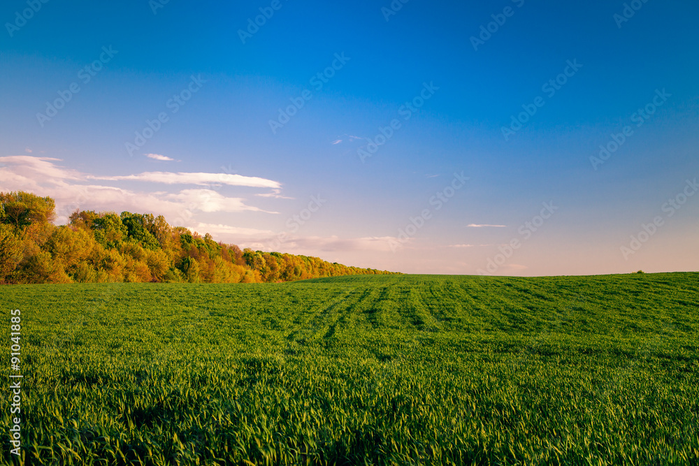 Fototapeta premium Green Field