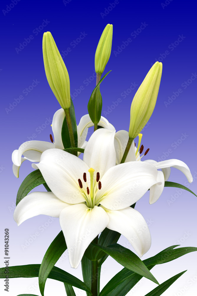 lilium merente la