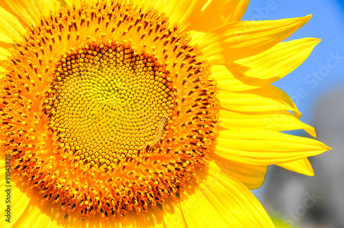 Sun flower close up in bright Sky summer.