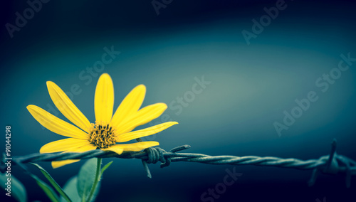 Fototapeta Naklejka Na Ścianę i Meble -  Abstract background of Closeup flower on wire fence