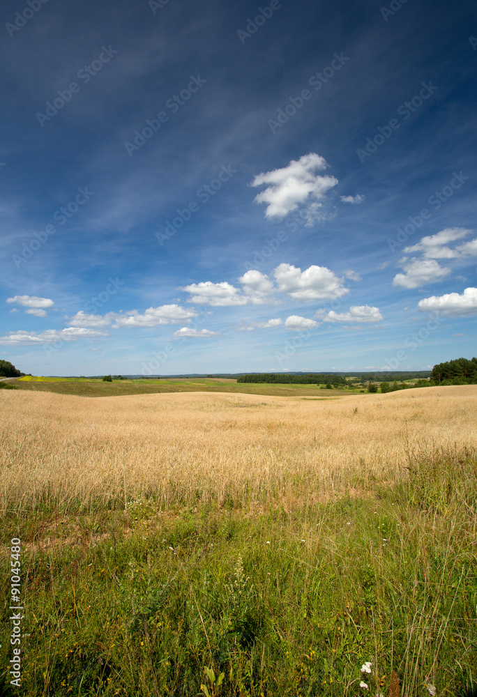 beautiful wheat field beautiful wheat field