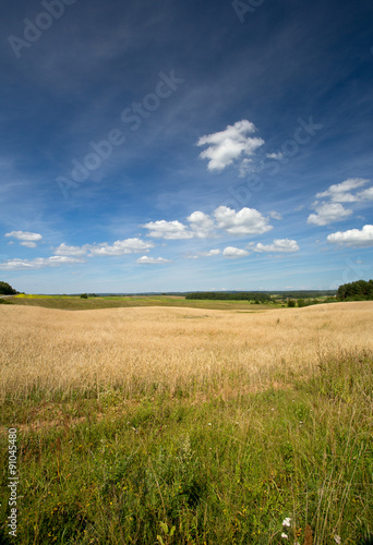 beautiful wheat field