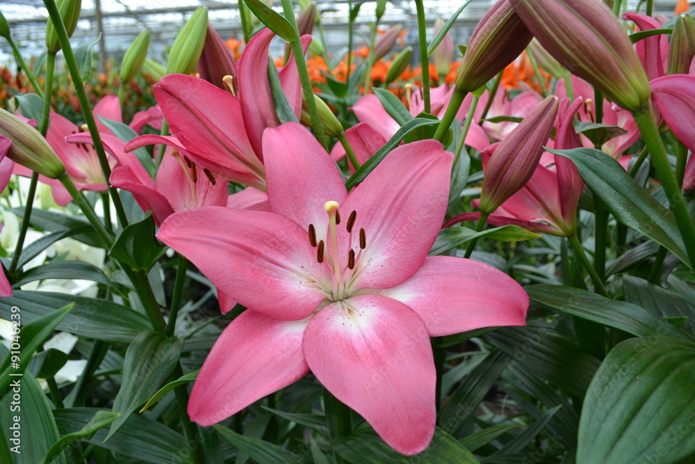 roze lelie close up roze lelie close up