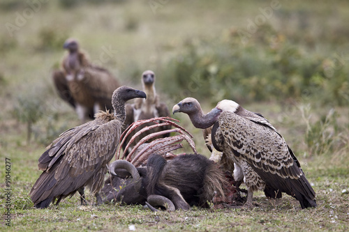 Ruppells griffon vulture (Gyps rueppellii) adult and immature at a wildebeest carcass, Serengeti National Park, Tanzania photo