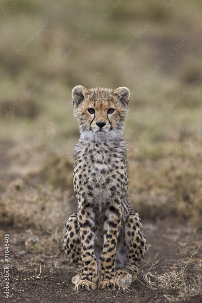 Cheetah (Acinonyx jubatus) cub, Serengeti National Park, Tanzania Cheetah (Acinonyx jubatus) cub, Serengeti National Park, Tanzania